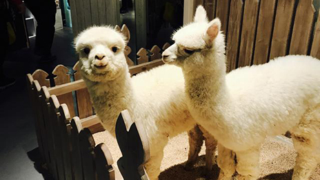 家居賣場開動物樂園，羊駝、土撥鼠等600只動物齊聚